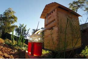 Flow Hive: извлечение мёда без вскрытия улья